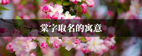 棠名字意思|棠取名的寓意